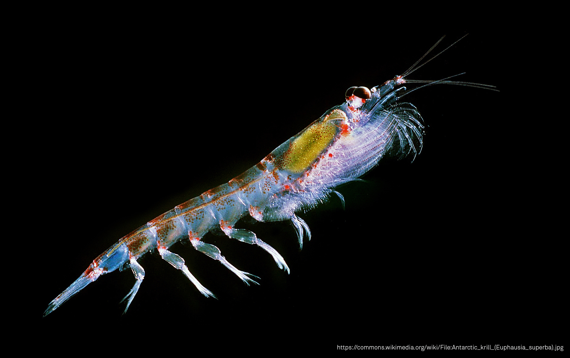 Antarctic Krill 2