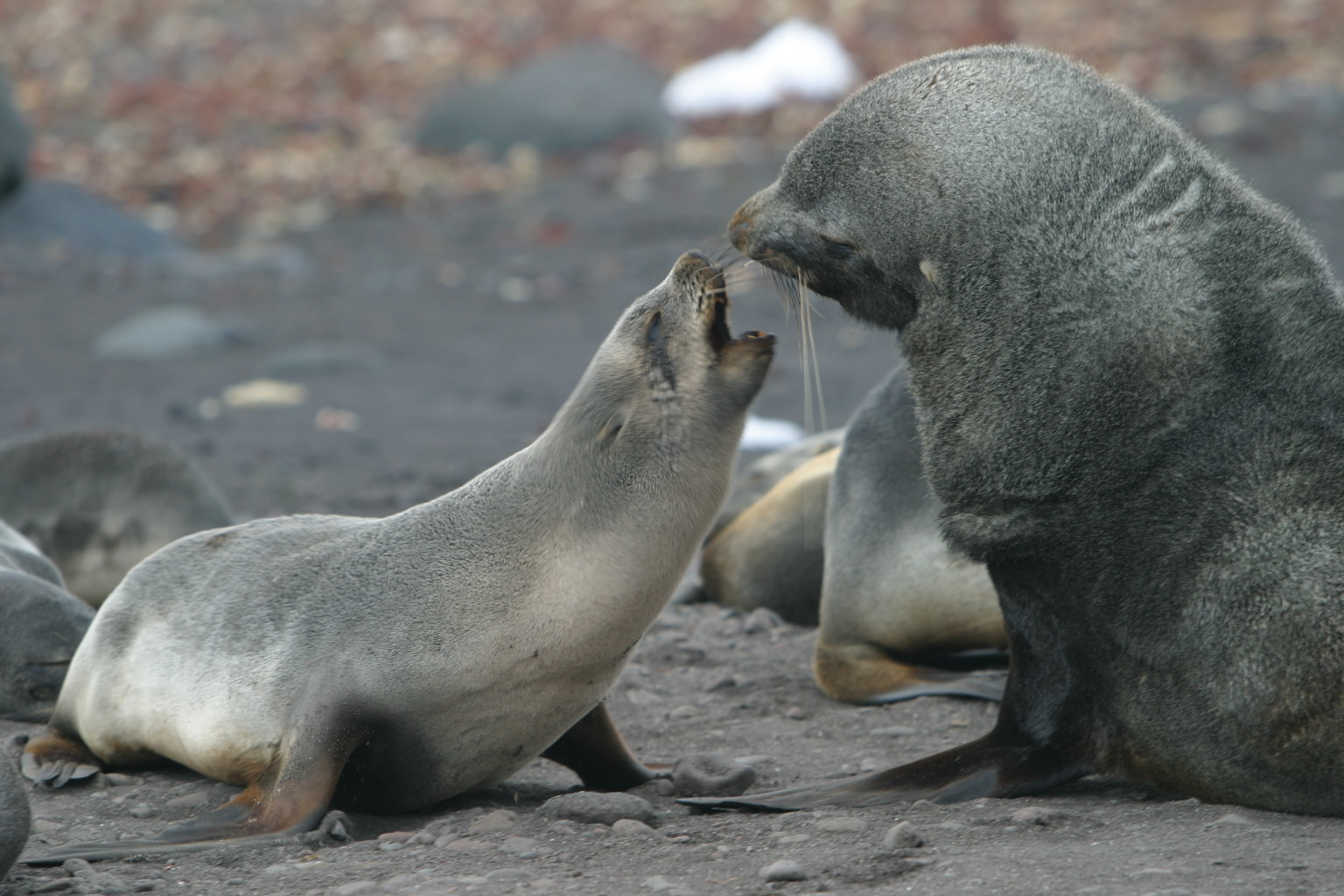 Fur seal antarctic14 E Daniels