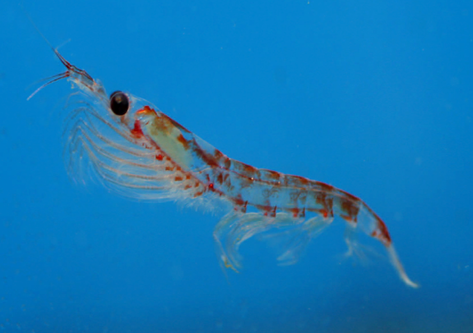 Krill