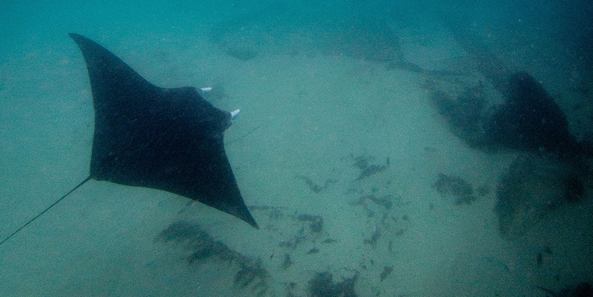 Manta In Inlet Bryant Turffs web