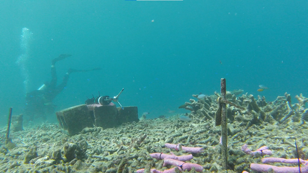 Marked coral rubble pieces