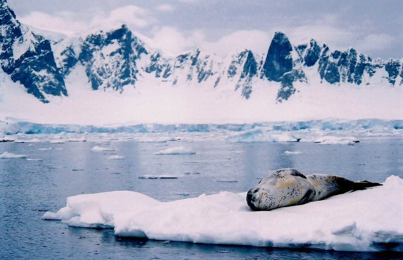 NOAA leopard seal
