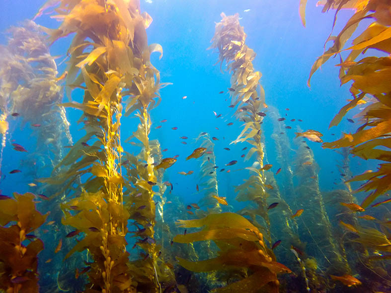 Natural Reef Amber Sparks low