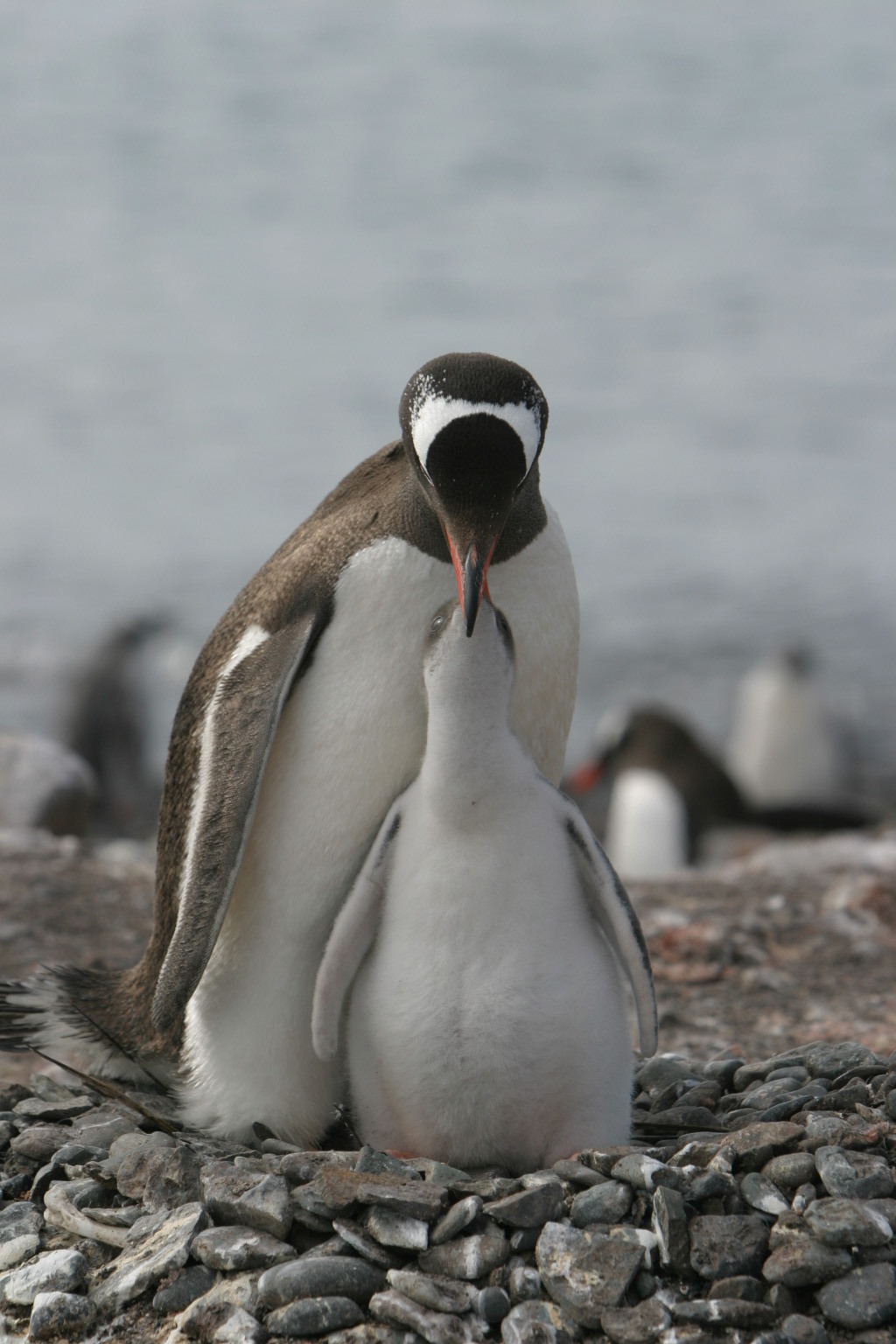 Penguin Gentoo51