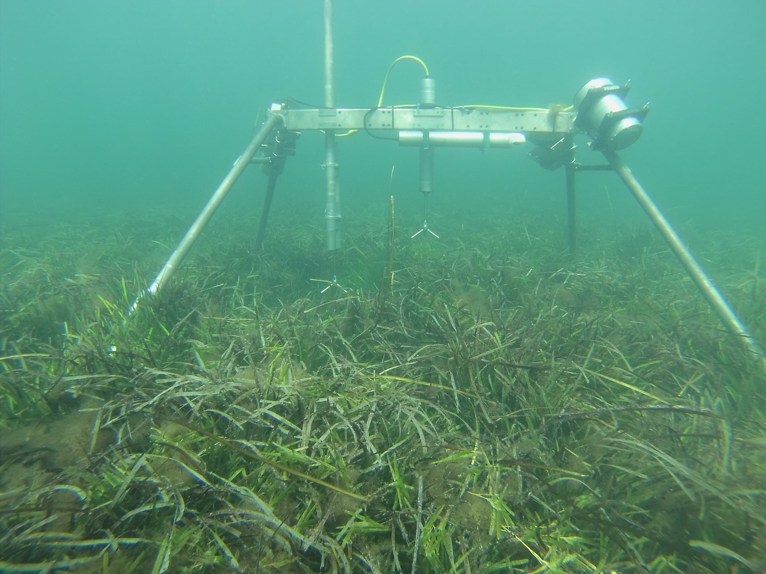 Seagrass Nortek 1