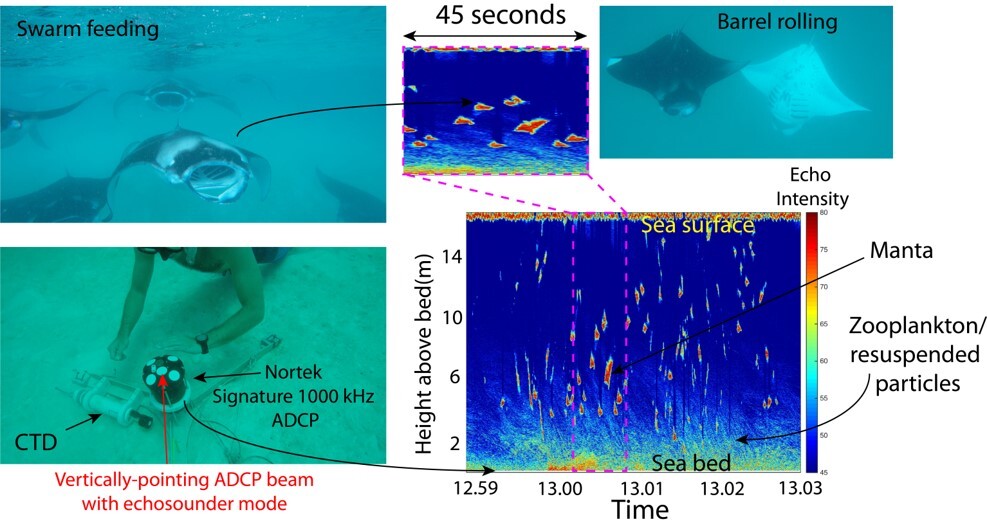 Signature1000 vertical echosounder data showing manta ray feeding in the Maldives