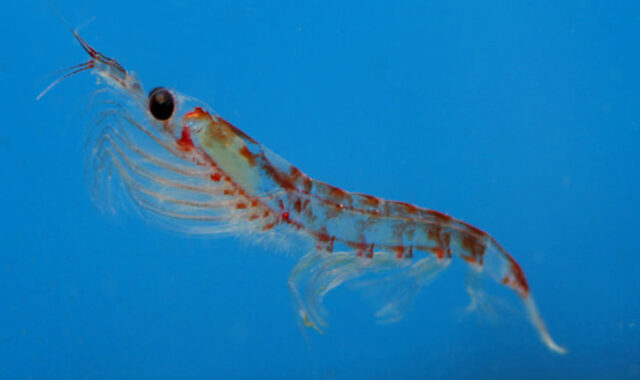 Antarctic krill are shrimplike, pinkie-length crustaceans. They form the base of the Antarctic food chain, and are an essential part of the ecosystem. (Photo ©: NOAA AERD)