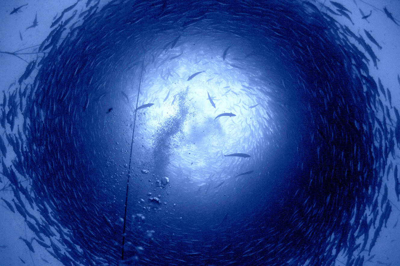 Fish photo web