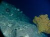 A compact DVL improving the efficiency and quality of ROV data collection