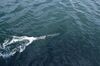 When scientists and engineers at Hydroid set themselves the task of designing one of the most compact autonomous underwater vehicles (AUVs) ever produced, they collaborated with Nortek to provide high-quality navigational equipment capable of fitting such a small form factor.